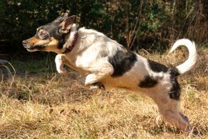 Professional pet photography services from Pawfect Moments Photography, Pam Horn Photographer.  Capturing your pet's pawfect moments.  Dog