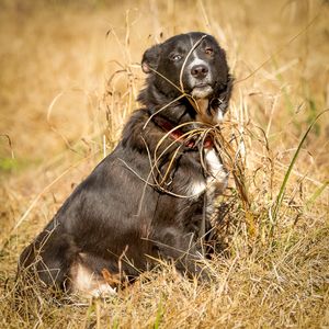 Professional pet photography services from Pawfect Moments Photography, Pam Horn Photographer.  Capturing your pet's pawfect moments.  Dog