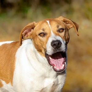 Professional pet photography services from Pawfect Moments Photography, Pam Horn Photographer.  Capturing your pet's pawfect moments.  Dog