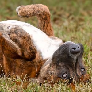 Professional pet photography services from Pawfect Moments Photography, Pam Horn Photographer.  Capturing your pet's pawfect moments.  Dog