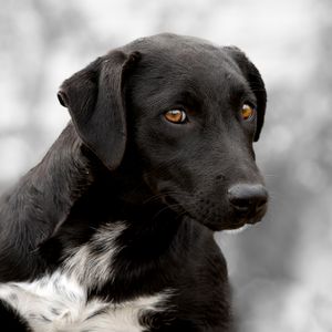 Professional pet photography services from Pawfect Moments Photography, Pam Horn Photographer.  Capturing your pet's pawfect moments.  Dog