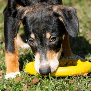 Professional pet photography services from Pawfect Moments Photography, Pam Horn Photographer.  Capturing your pet's pawfect moments.  Dog