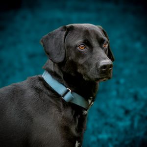 Professional pet photography services from Pawfect Moments Photography, Pam Horn Photographer.  Capturing your pet's pawfect moments.  Dog