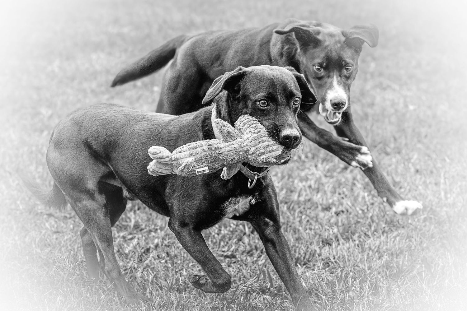 Professional pet photography services from Pawfect Moments Photography, Pam Horn Photographer.  Capturing your pet's pawfect moments.  Dogs