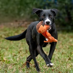 Professional pet photography services from Pawfect Moments Photography, Pam Horn Photographer.  Capturing your pet's pawfect moments.  Dog