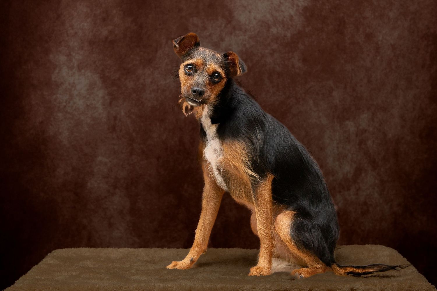 Professional pet photography services from Pawfect Moments Photography, Pam Horn Photographer.  Capturing your pet's pawfect moments.   Dog