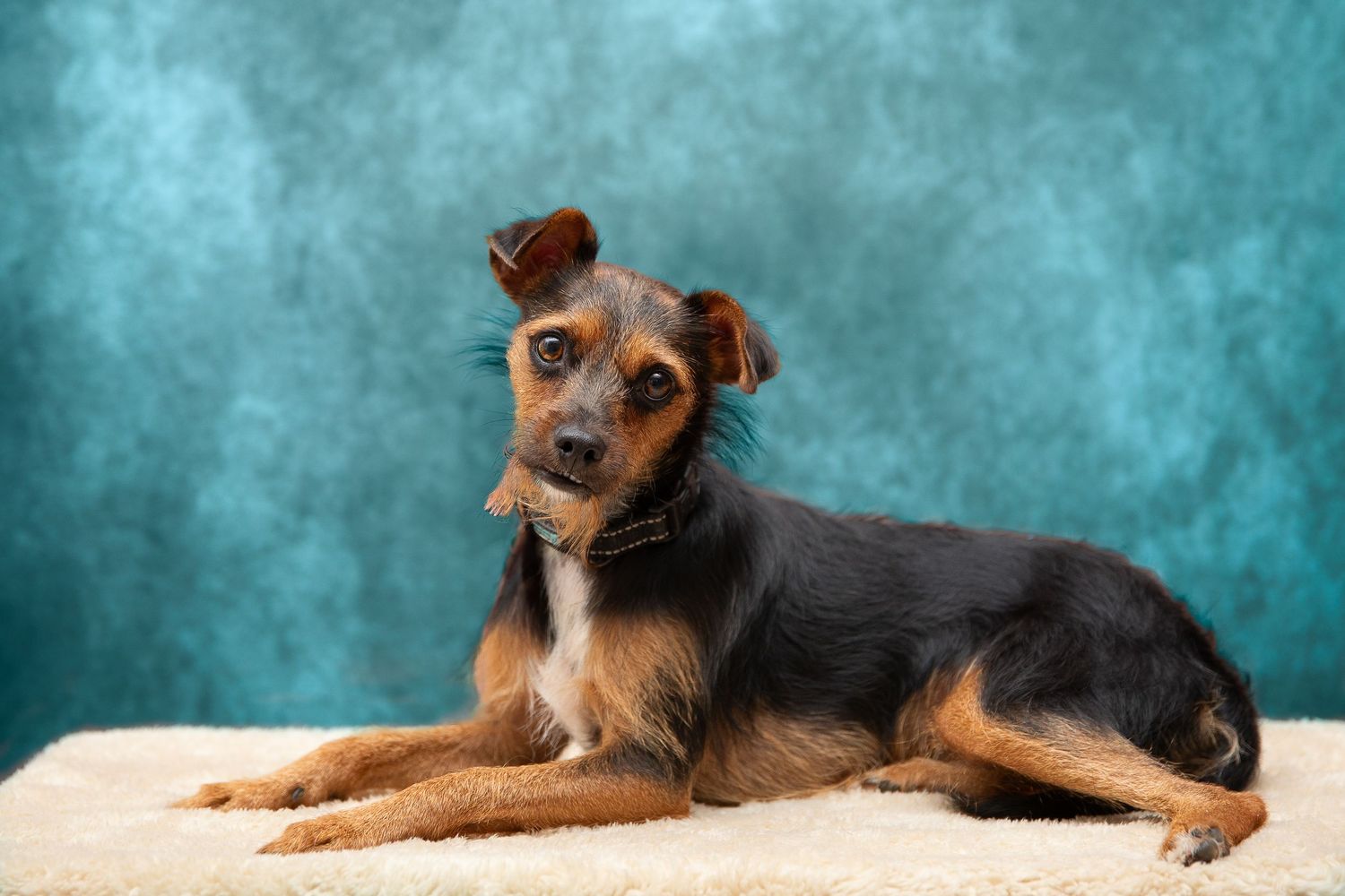 Professional pet photography services from Pawfect Moments Photography, Pam Horn Photographer.  Capturing your pet's pawfect moments.  Dog