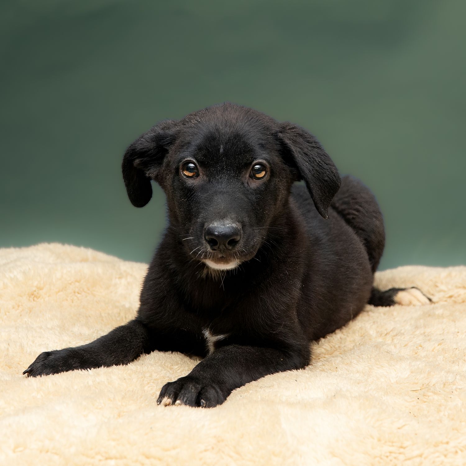 Professional pet photography services from Pawfect Moments Photography, Pam Horn Photographer.  Capturing your pet's pawfect moments.  Puppy