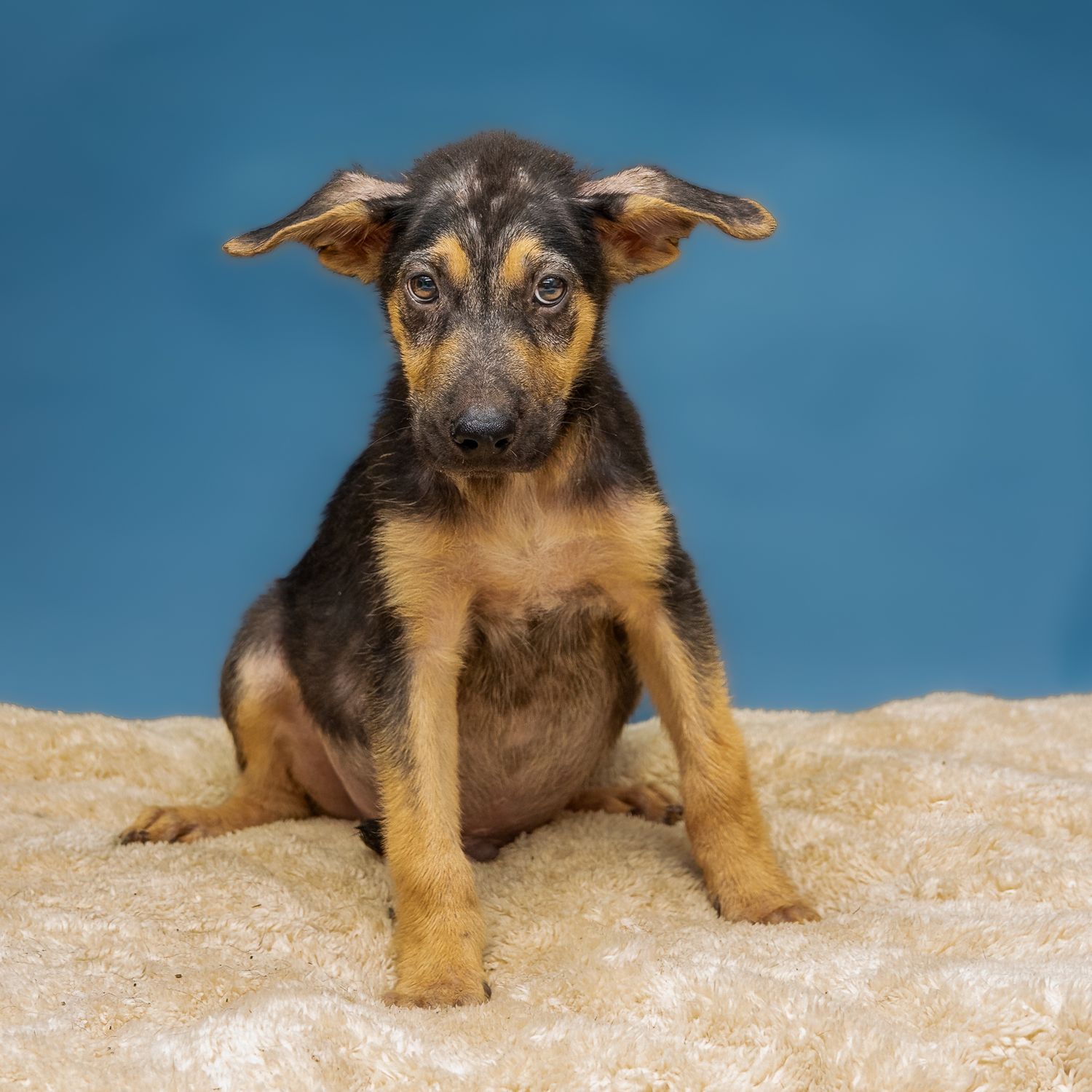 Professional pet photography services from Pawfect Moments Photography, Pam Horn Photographer.  Capturing your pet's pawfect moments.  Puppy
