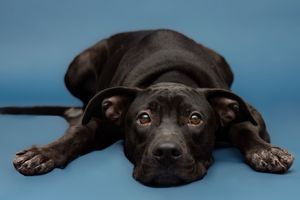 Professional pet photography services from Pawfect Moments Photography, Pam Horn Photographer.  Capturing your pet's pawfect moments.  Dog