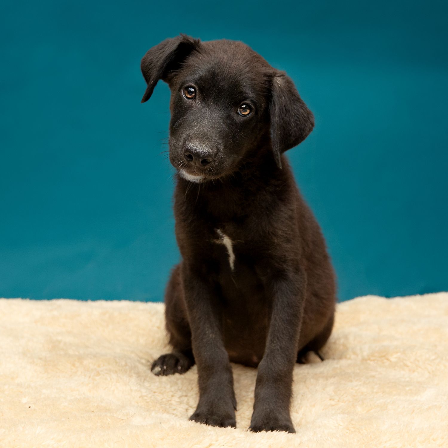 Professional pet photography services from Pawfect Moments Photography, Pam Horn Photographer.  Capturing your pet's pawfect moments.  Puppy