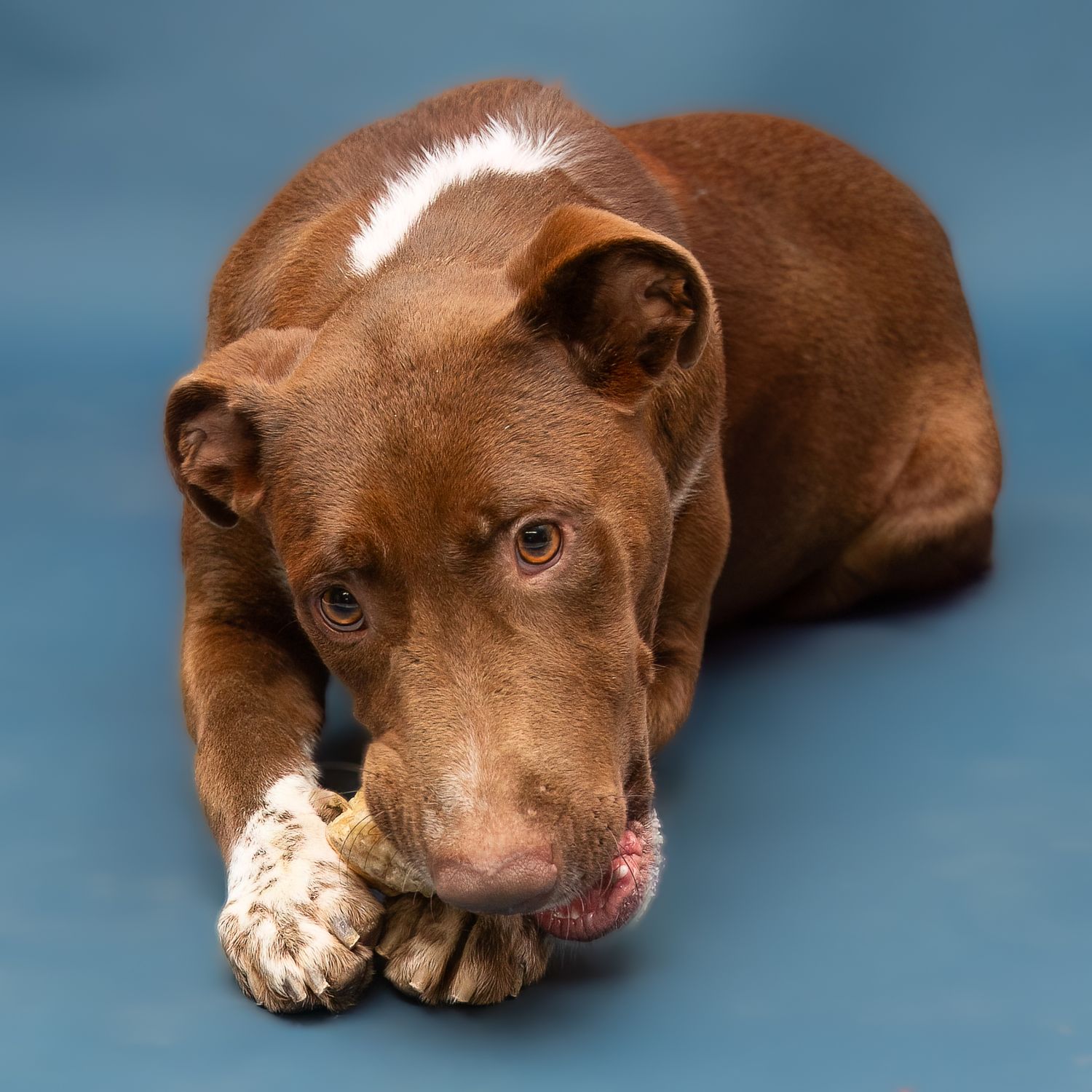 Professional pet photography services from Pawfect Moments Photography, Pam Horn Photographer.  Capturing your pet's pawfect moments.  Dog