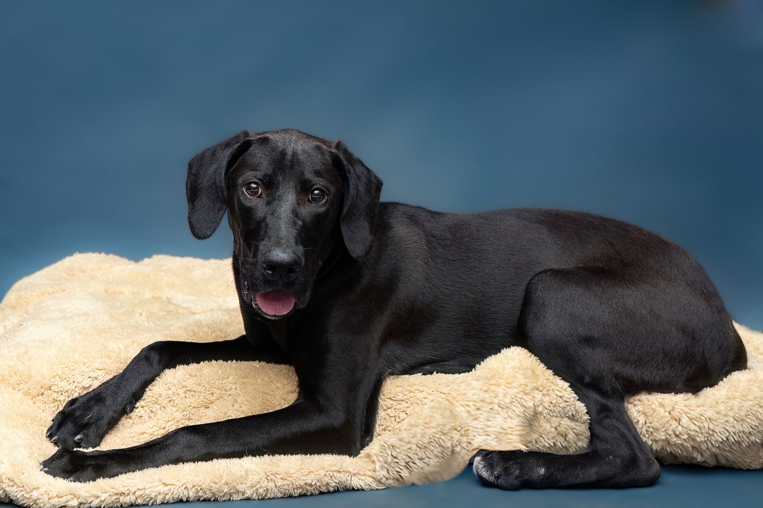 Professional pet photography services from Pawfect Moments Photography, Pam Horn Photographer.  Capturing your pet's pawfect moments.  Dog