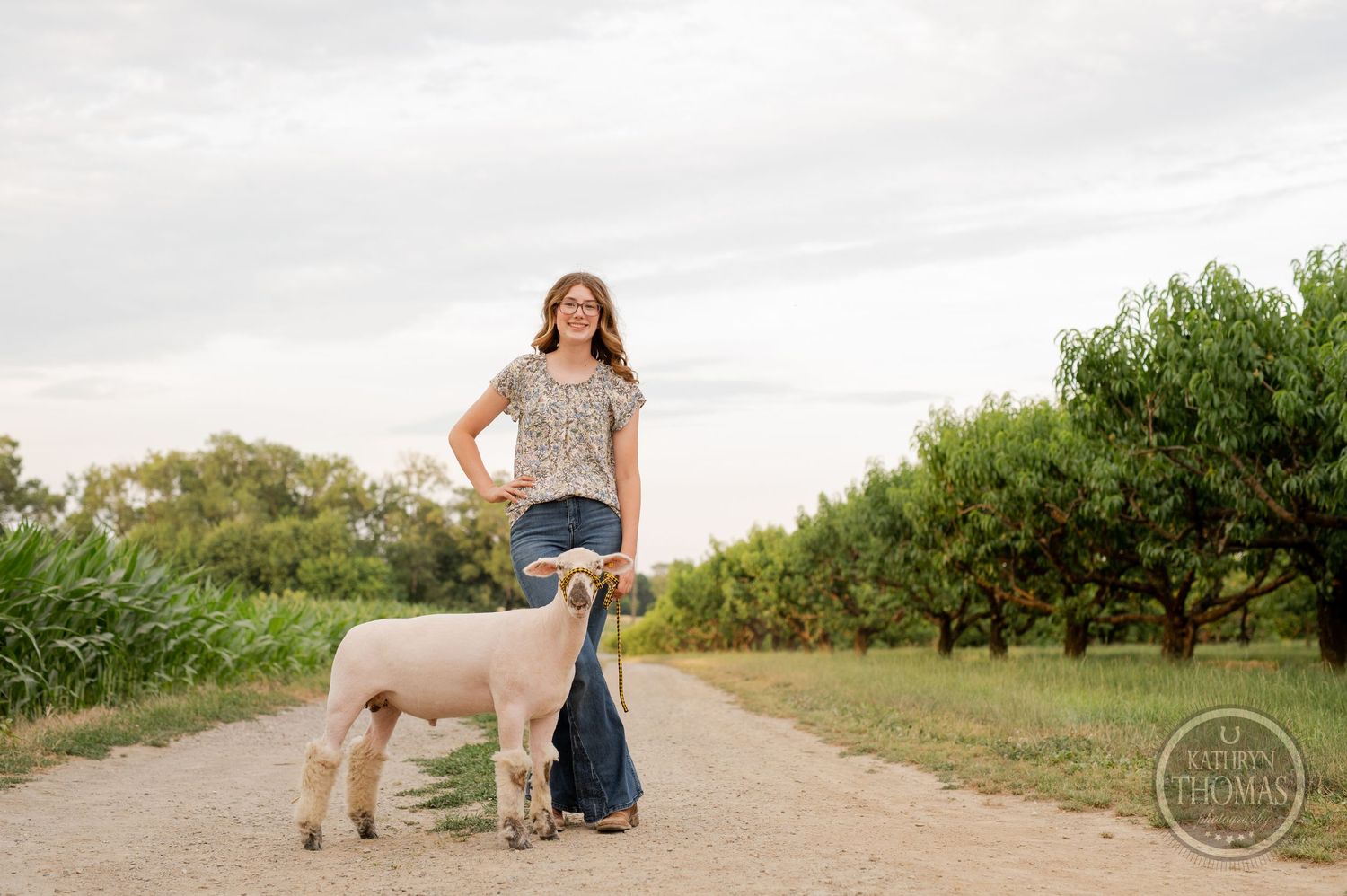 A sheared sheep stands alert on a rural path with orchards in the background.