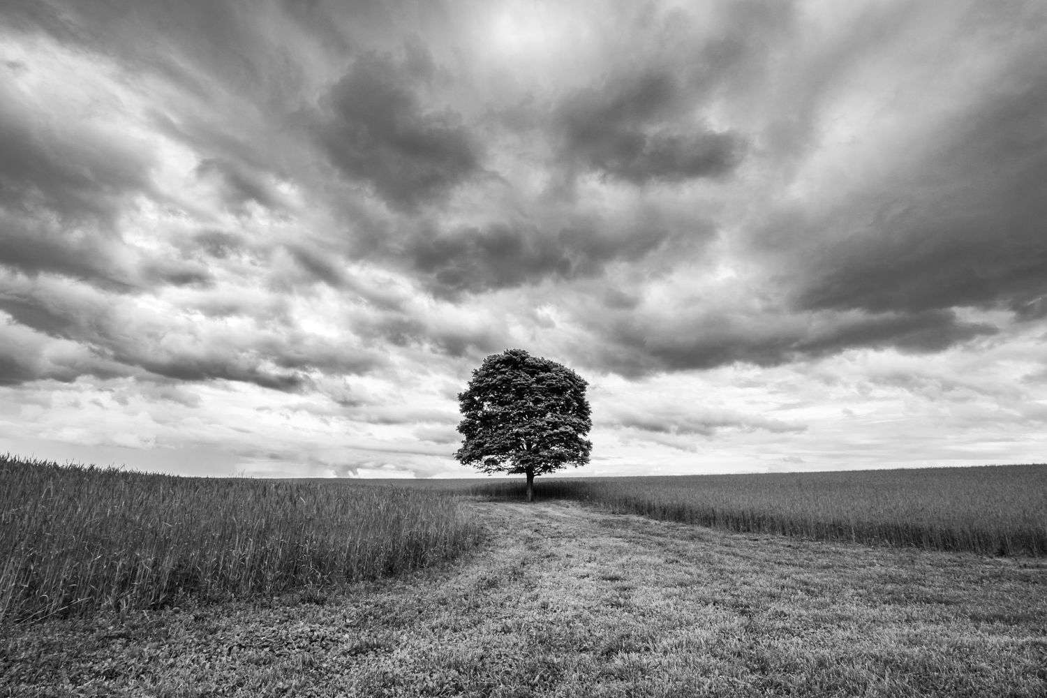 A lone oak tree in a wheat field with storm clouds overhead
