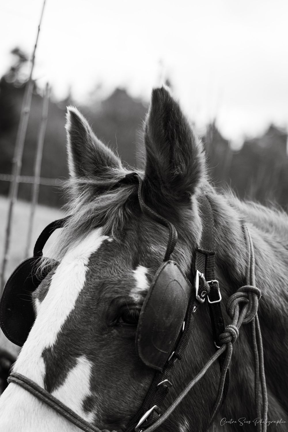 Cheval de travail noir et blanc