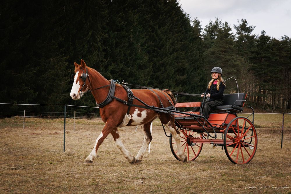 Cheval et calèche