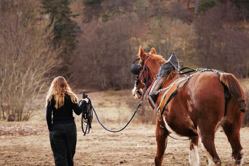 Travail cheval et maraichage