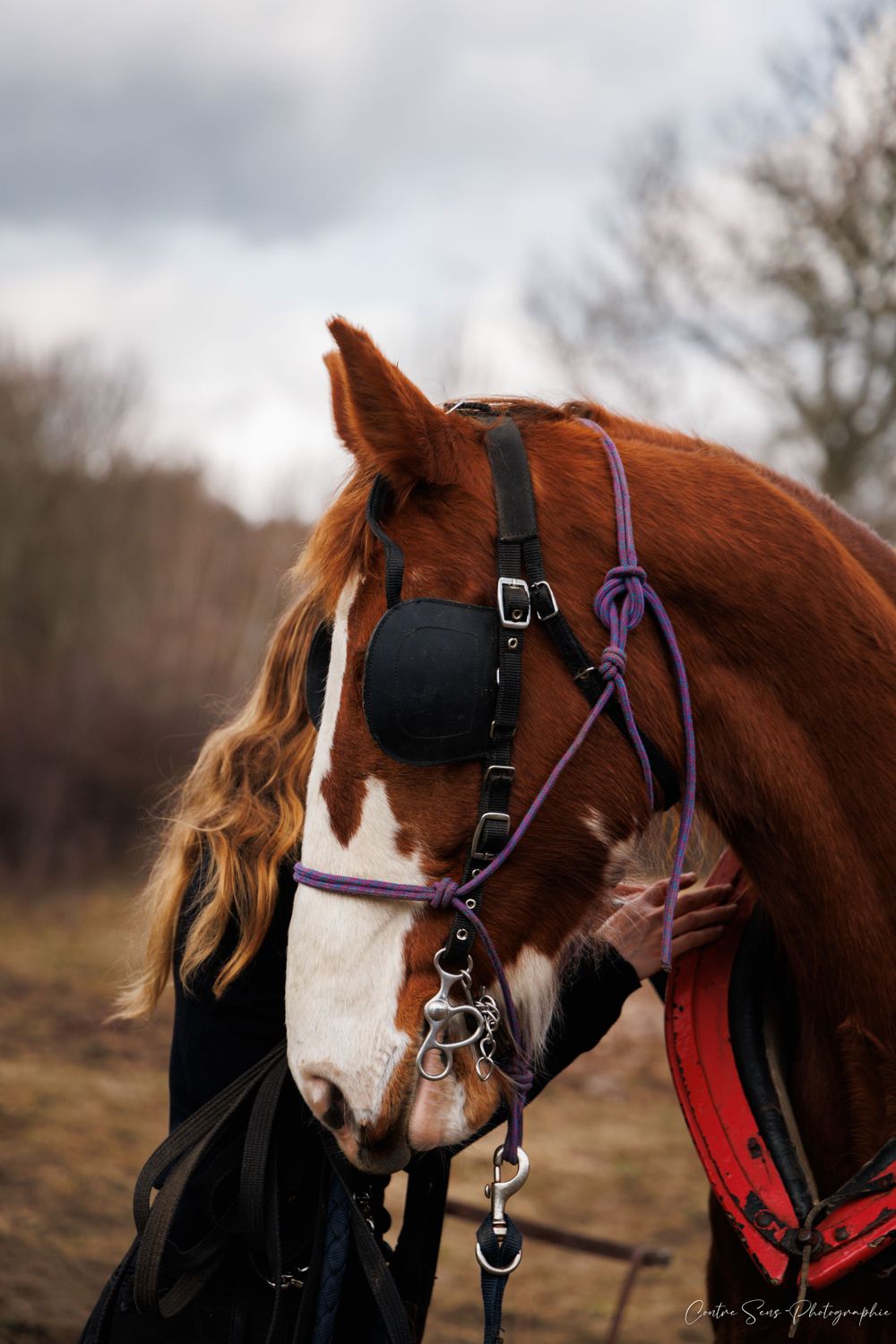 Complicité cheval humain