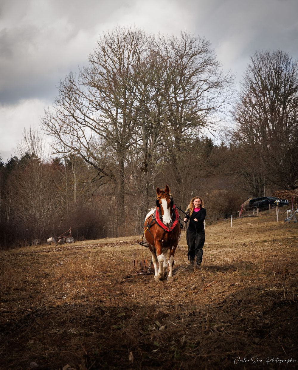 Cheval au travail