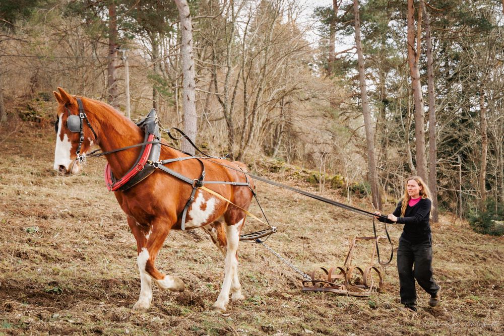Cheval au travail, maraichage