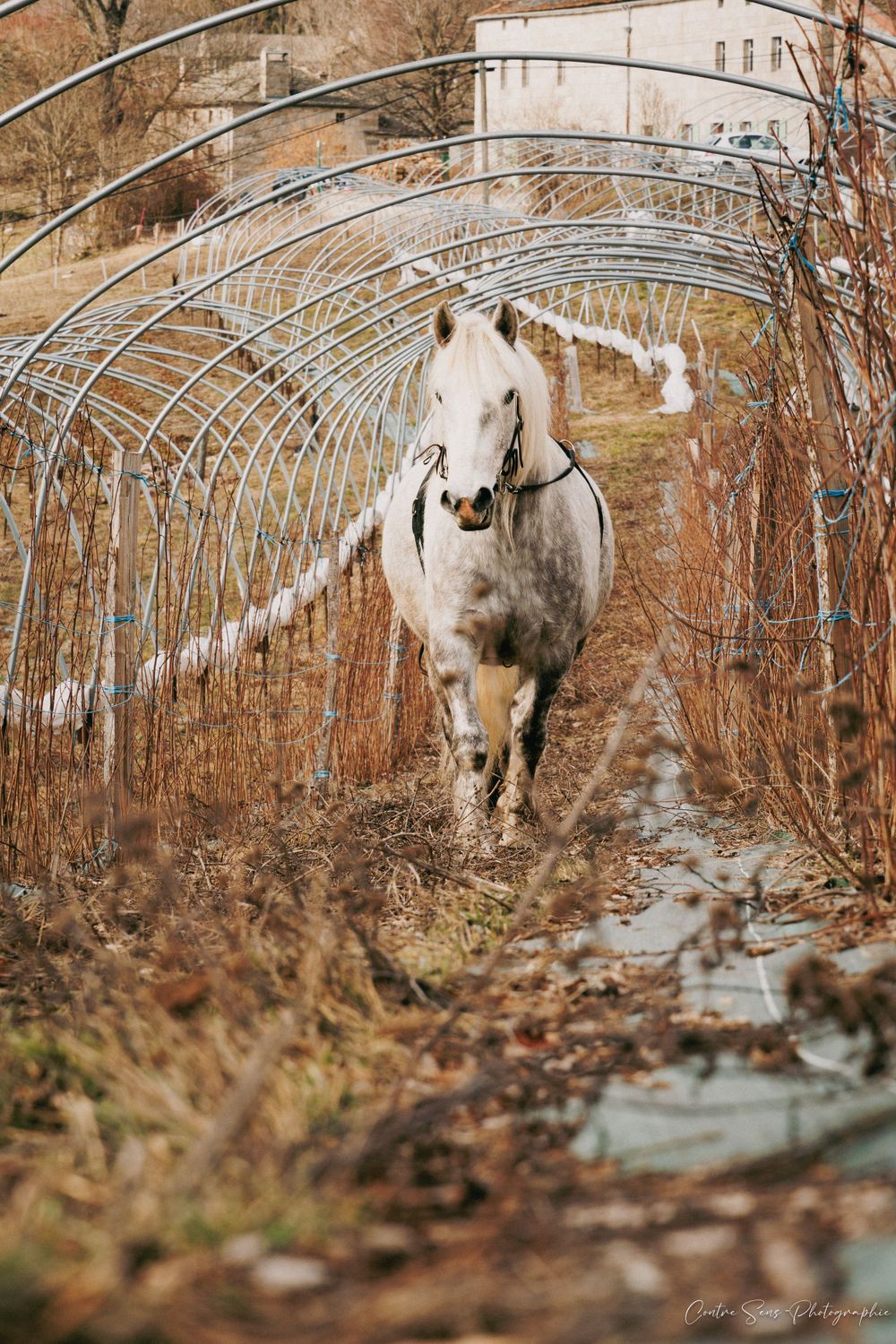 Cheval au travail