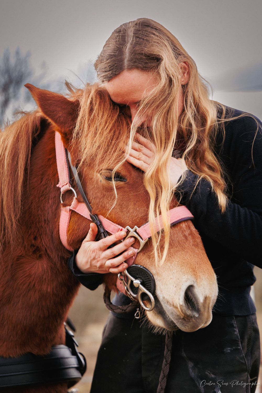 Lien cheval humain