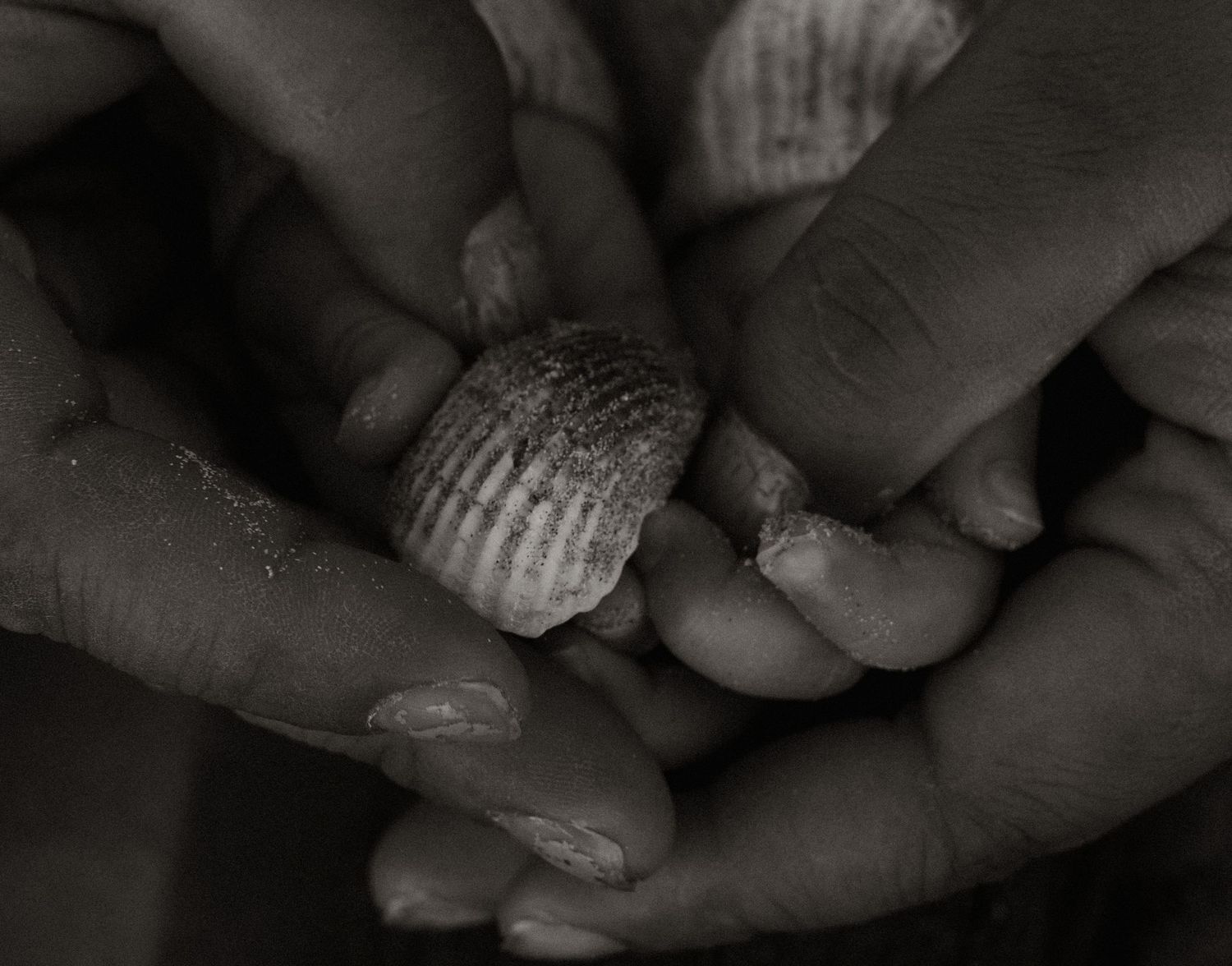 Close-up black and white image of hands holding a small seashell with delicate ridged patterns. Denia photographer