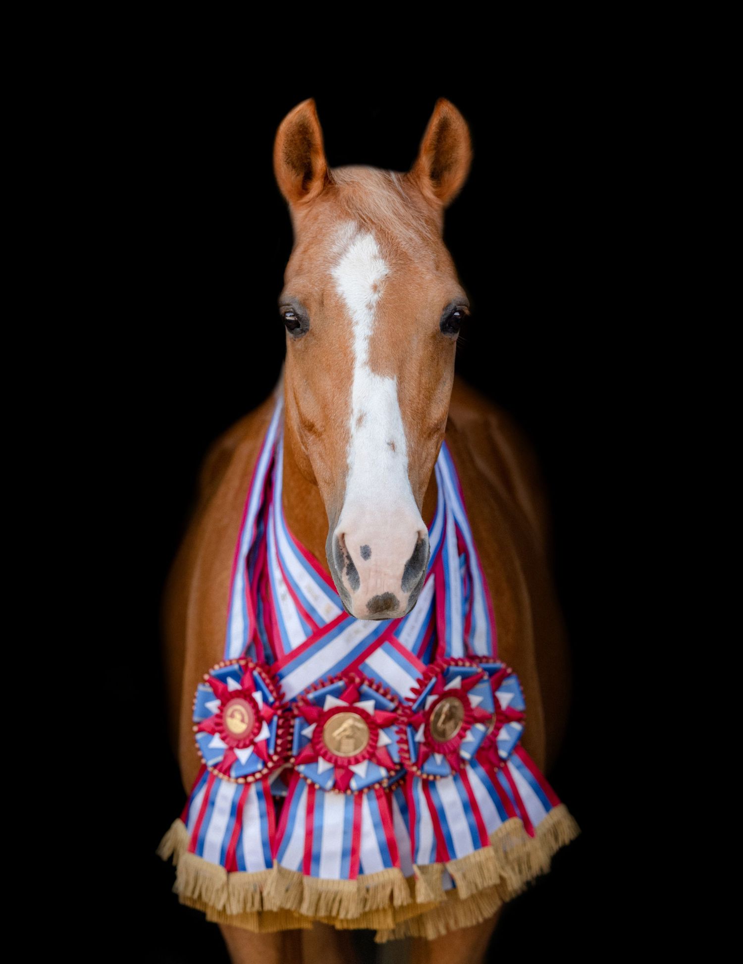 Briggs Performance Horses