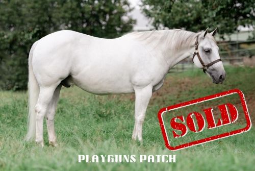 Briggs Performance Horses