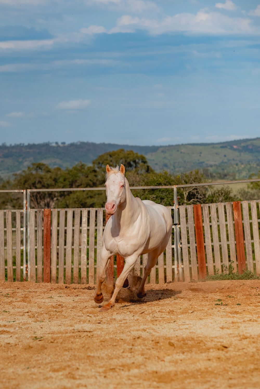 White horse galloping in sandy corral with mountains in background.