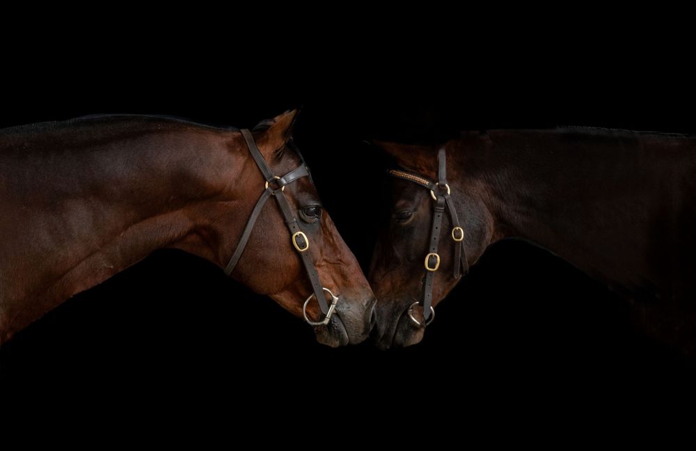 Two horses touching noses against a black background in an intimate portrait.