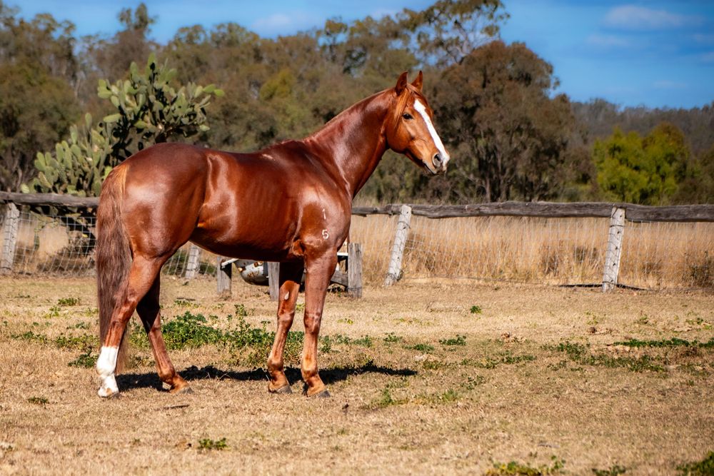 Chestnut horse standing alert in fenced paddock on sunny day.