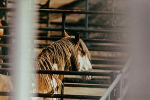 Burch Rodeo stud horse at the rodeo grounds in Gilette, Wyoming photographed by Chris Douglas.