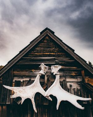 A set of moose antlers hanging on the side of a log cabin in Montana.