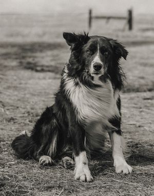 Ranch dog near Big Timber, Montana photographed by Chris Douglas