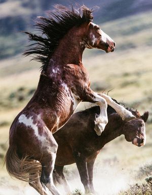 Two stud horses in a fight at Burch Rodeo in Rozette, Wyoming by Chris Douglas.