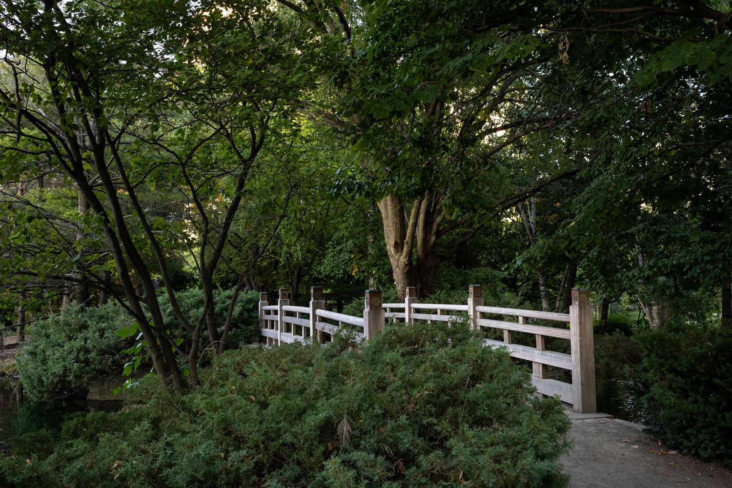 Bridge surrounded by trees, basked in sun
