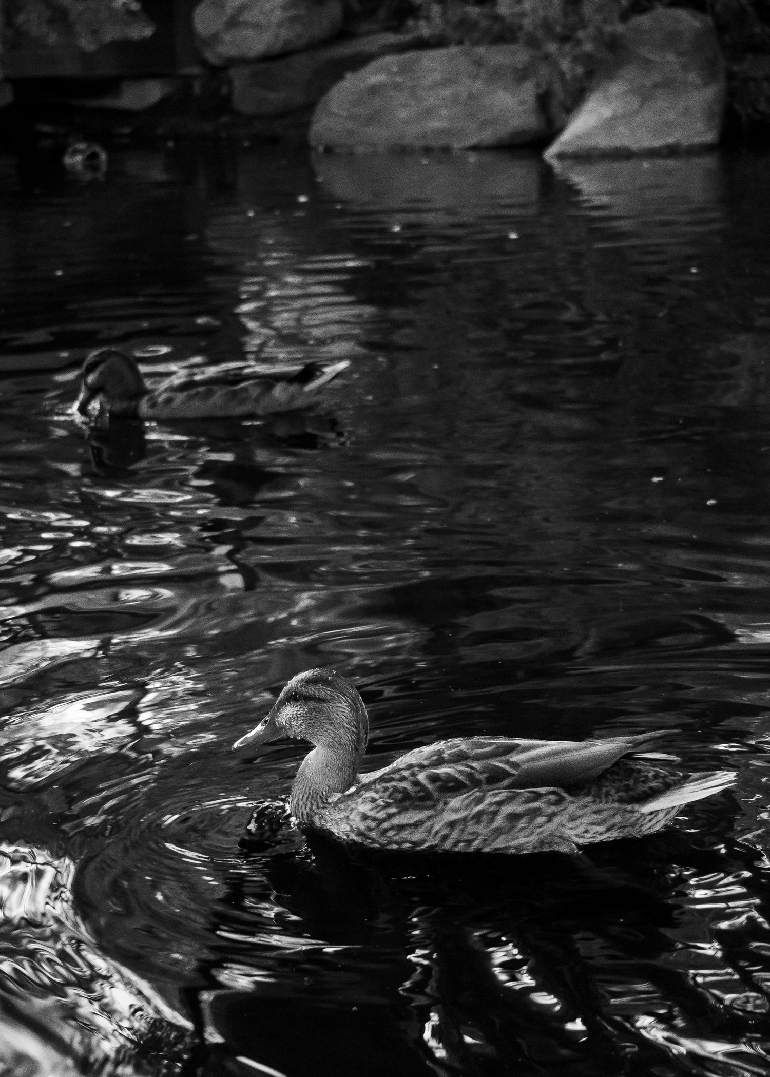 Black and white photo of a duck, side shot/full body in water