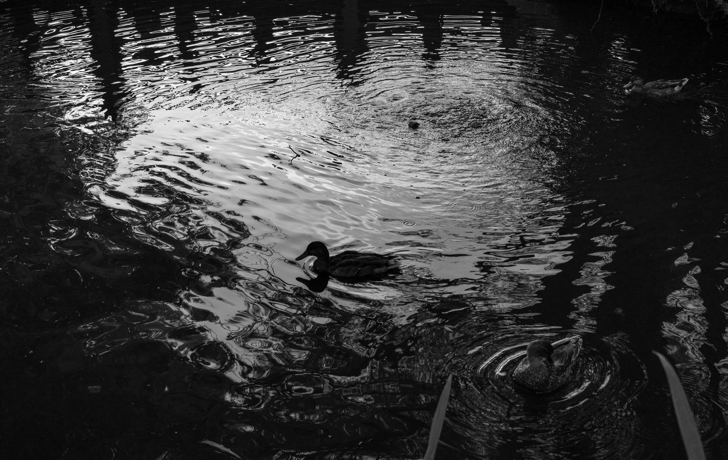 Black and white photo of a duck, side shot, swimming