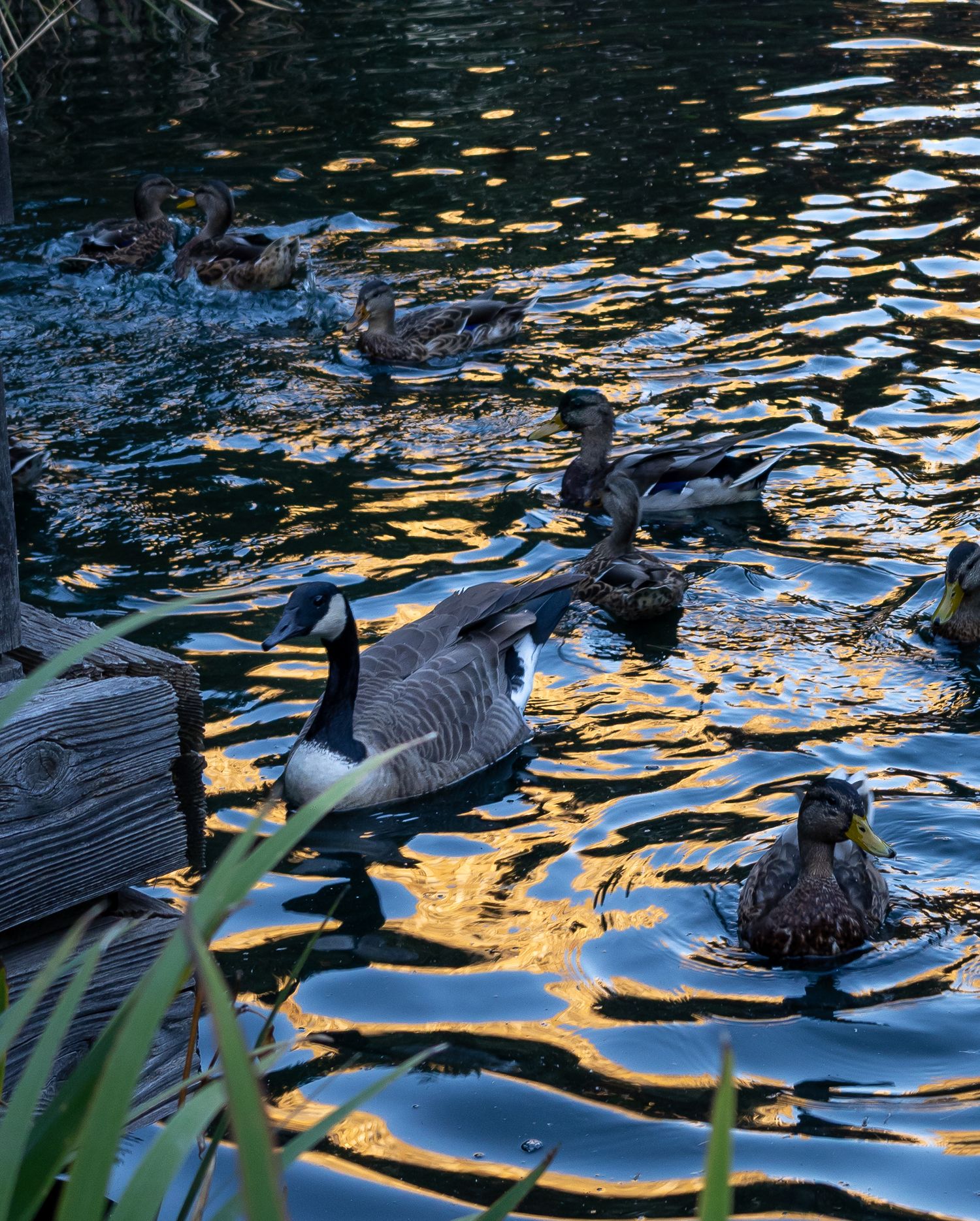 Ducks and Canadian Goose in colourful water