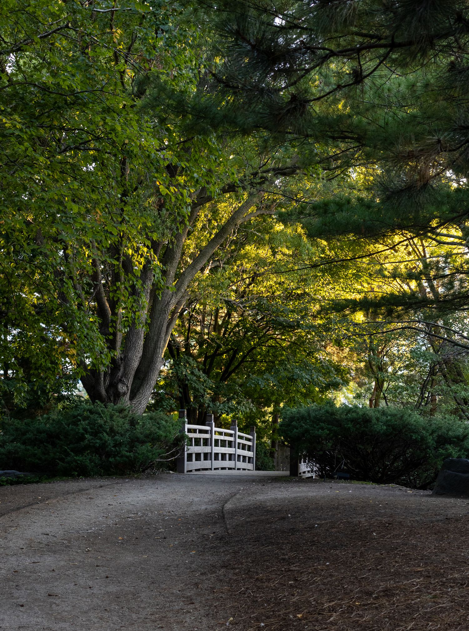 Bridge surrounded by sunlit trees
