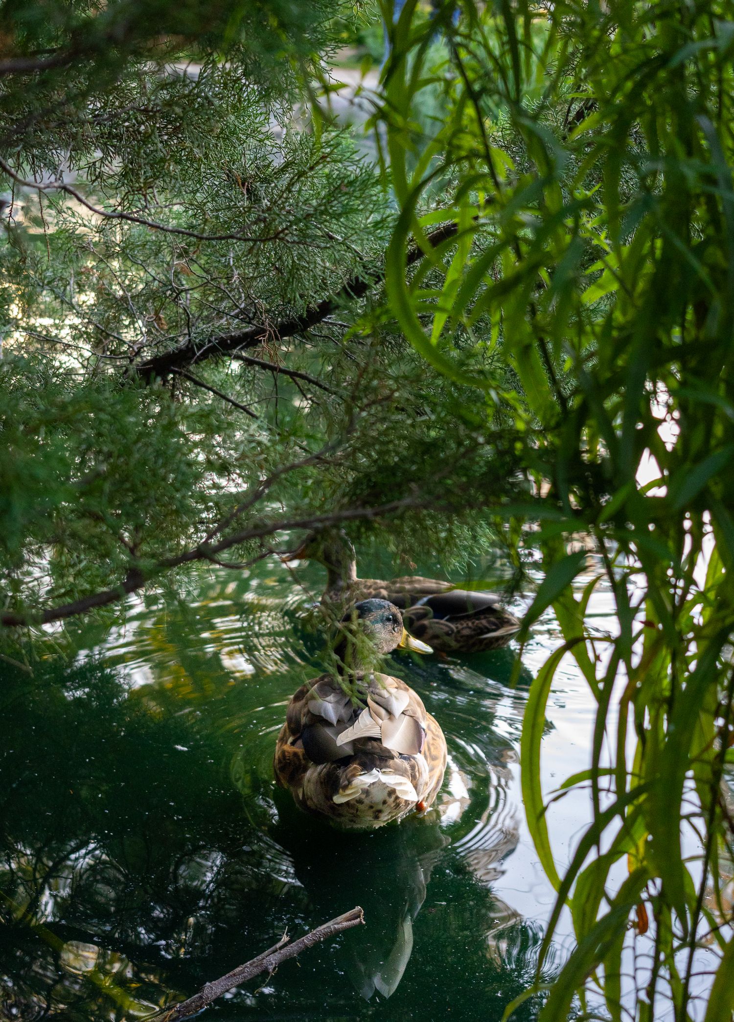 Ducks beneath bushes