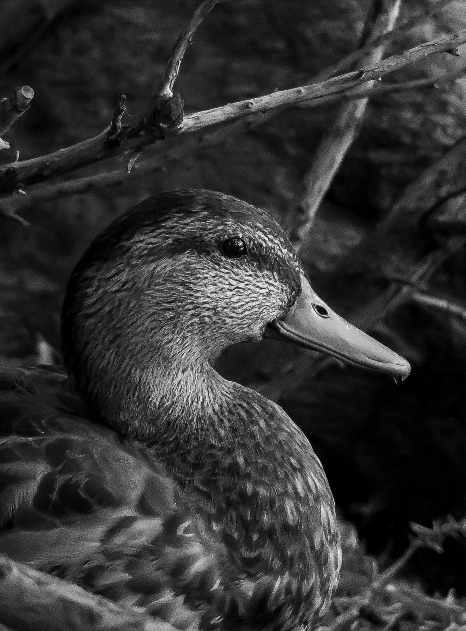 Black and white photo of a duck, side shot, close up
