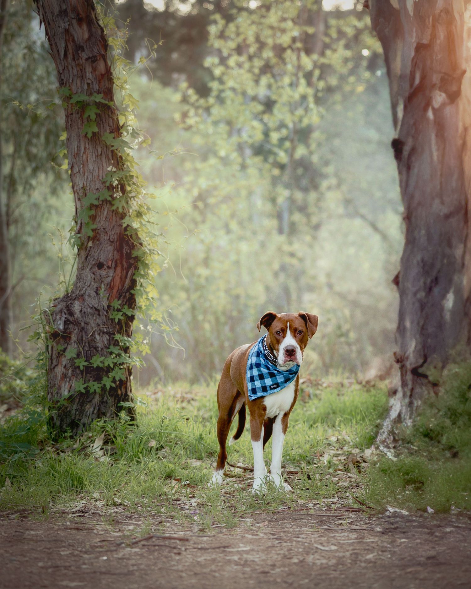 Brown and white dog wearing a blue bandana stands between trees in a misty forest setting.