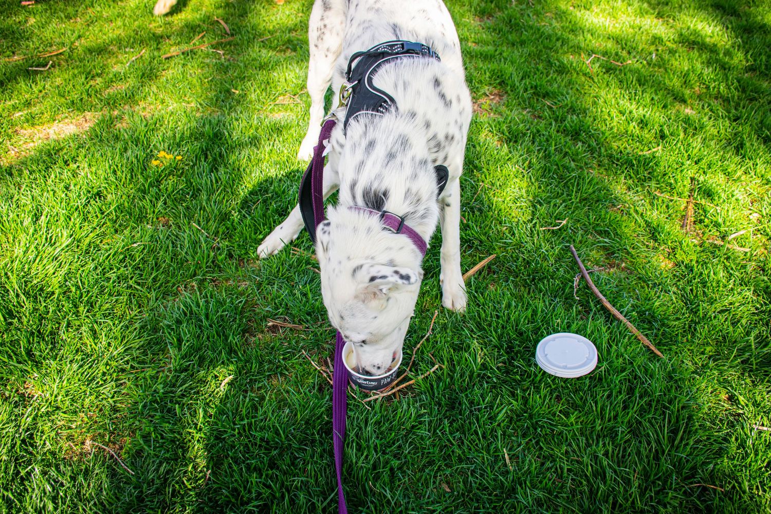 A white Great Dane dog on a purple leash sniffing green grass near a white frisbee outdoors.