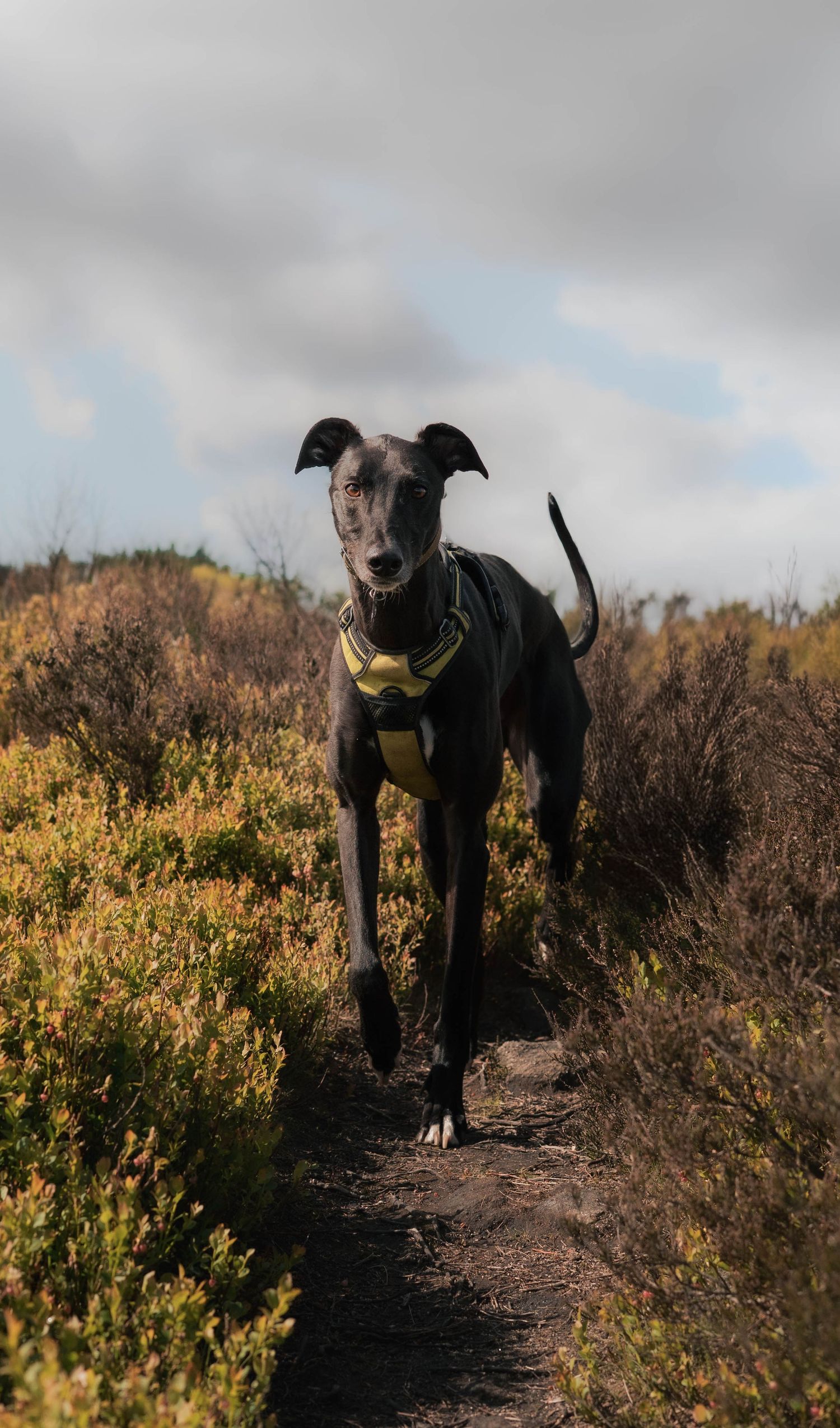 dog photographer huddersfield, west yorkshire. wired & wild photography - dog photoshoots near huddersfield, leeds, halifax, wakefield