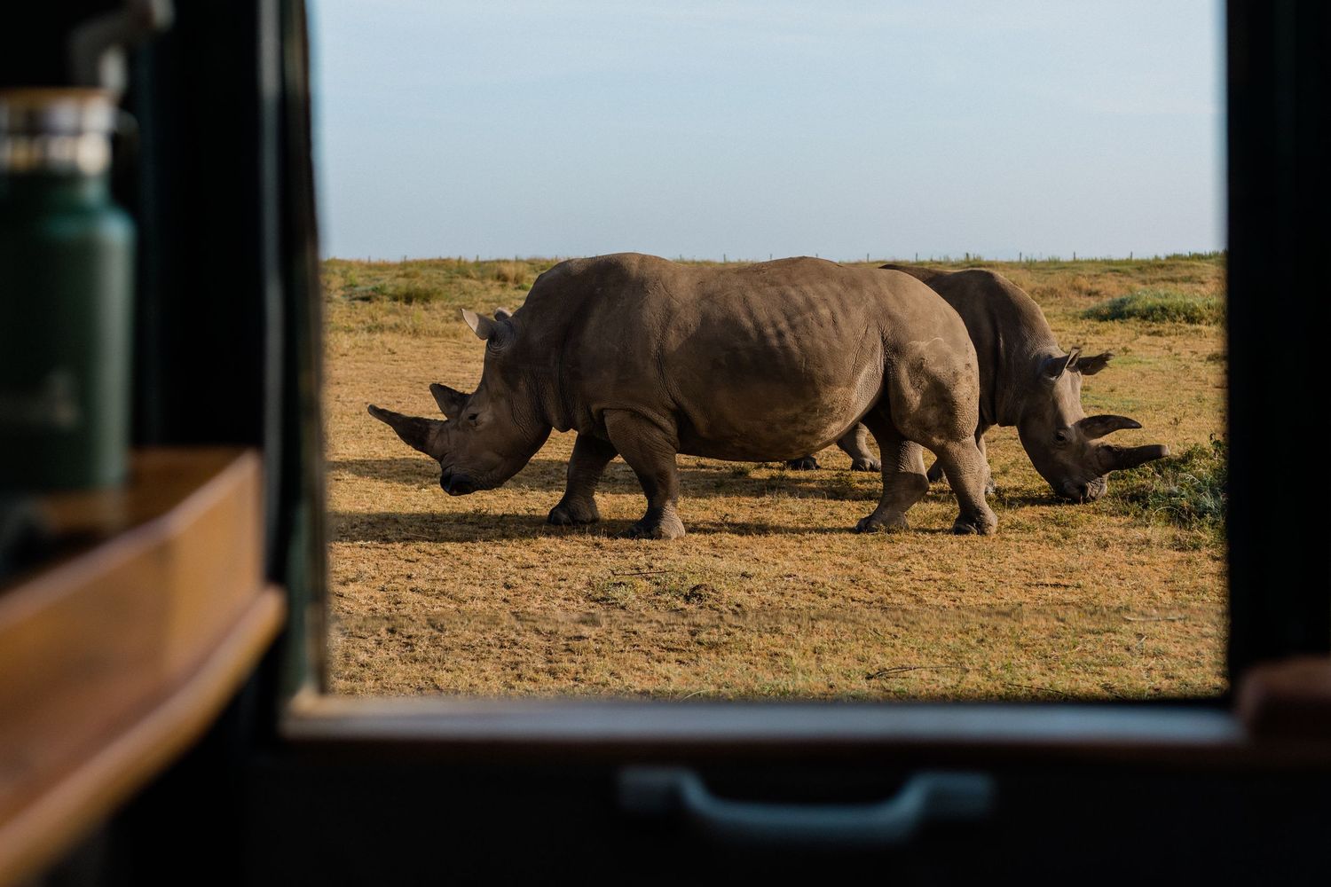 Two white rhinos walking across an African savanna, viewed through a safari vehicle window.