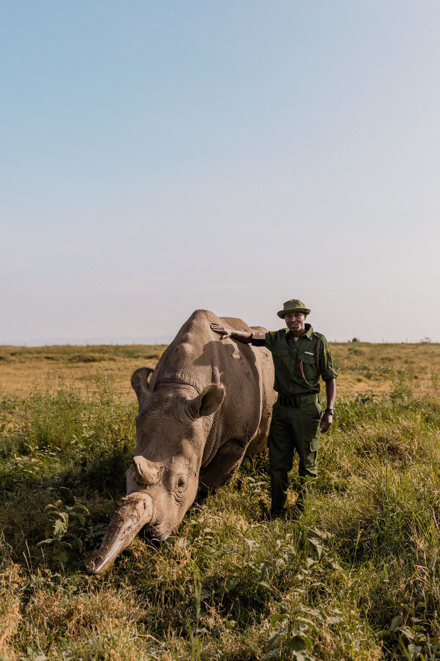 A wildlife ranger stands beside a large rhino in a lush green African savanna under a clear blue sky.