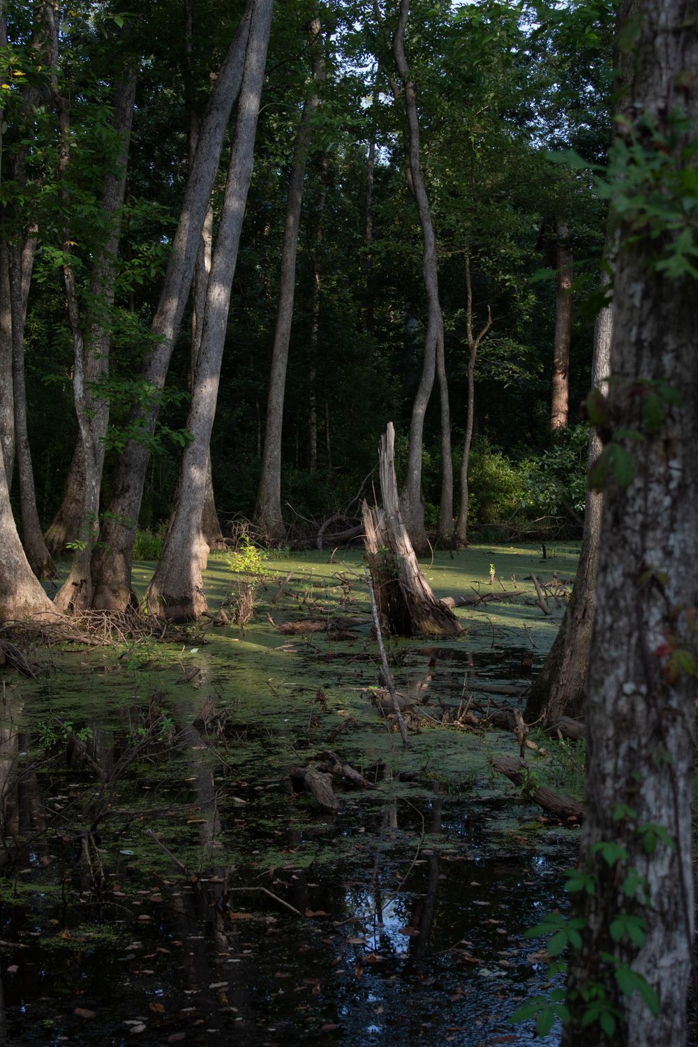 A dark, moody cypress swamp with moss-covered water, tall trees, and dappled sunlight filtering through dense forest foliage.